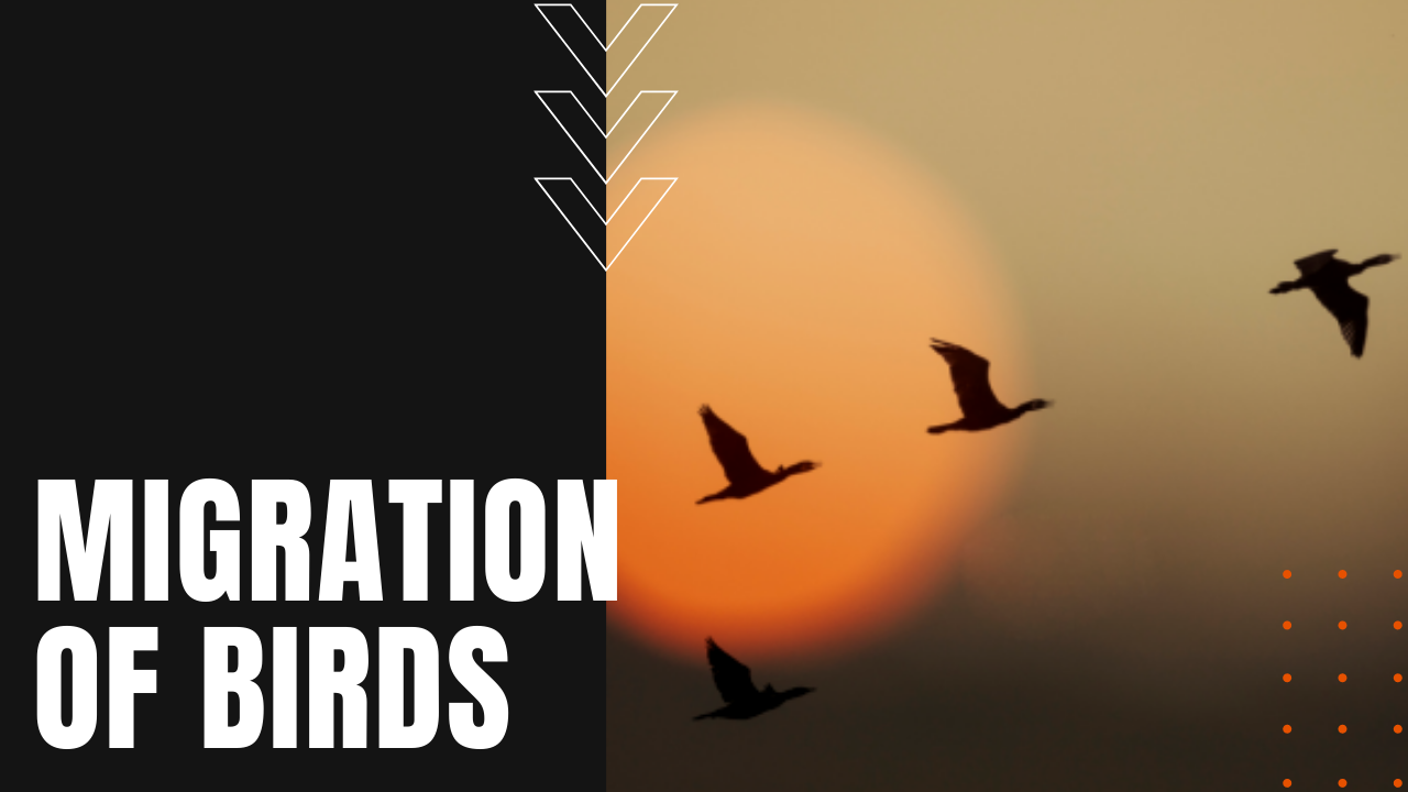 birds in their annual migratory channels