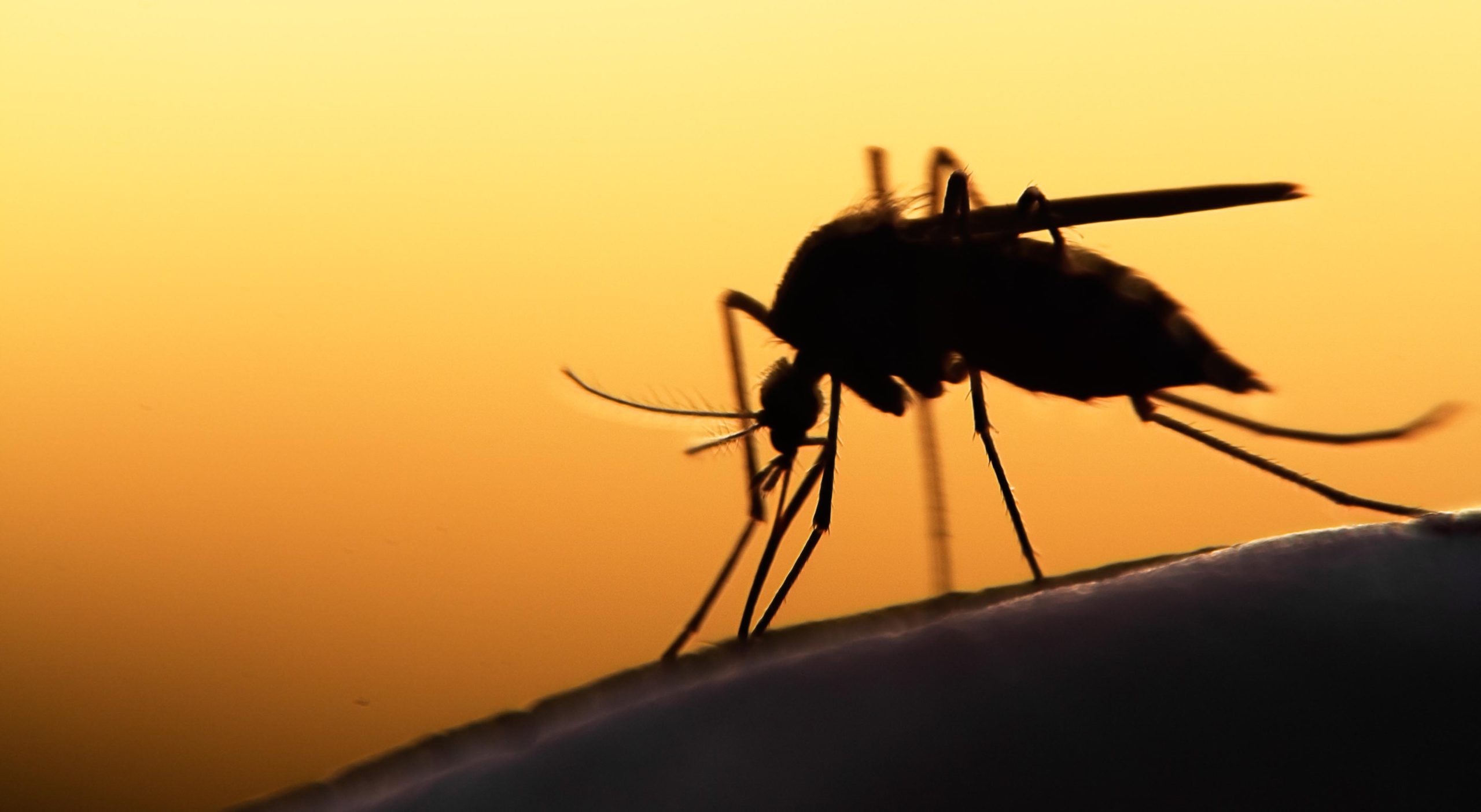 history of malaria and discovery mosquitoes transmit the disease