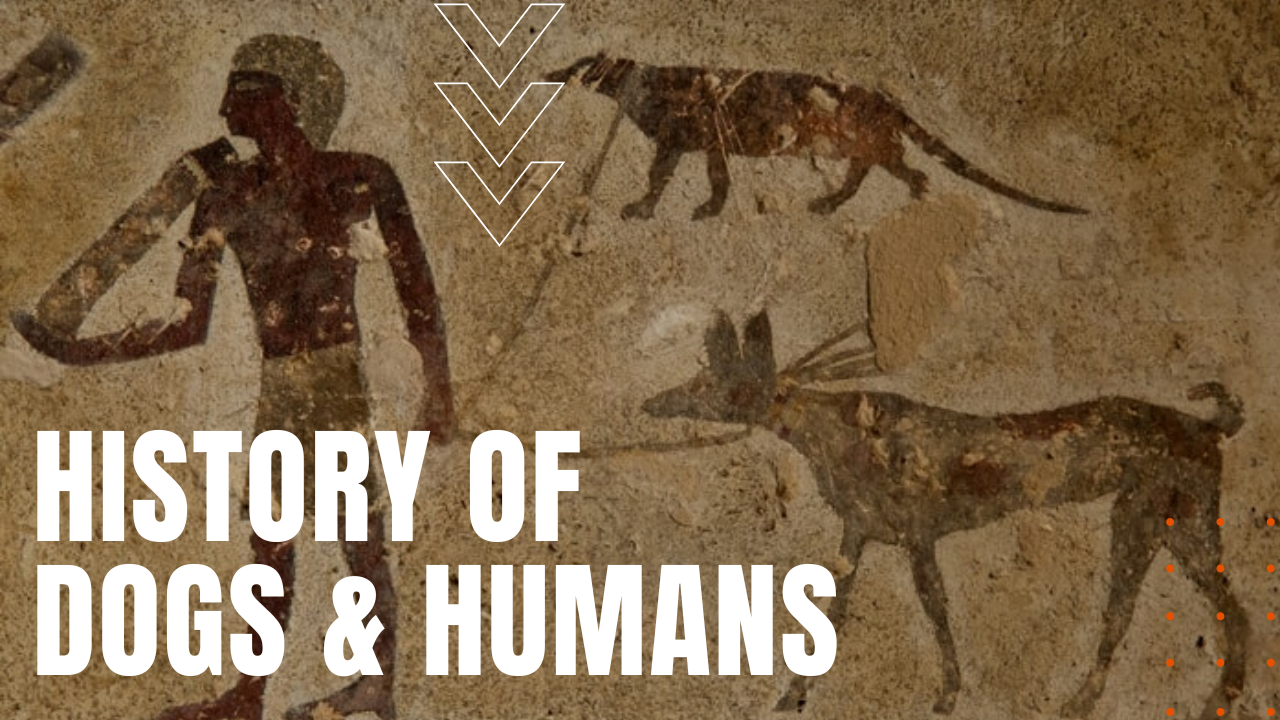 History of Dogs & Humans