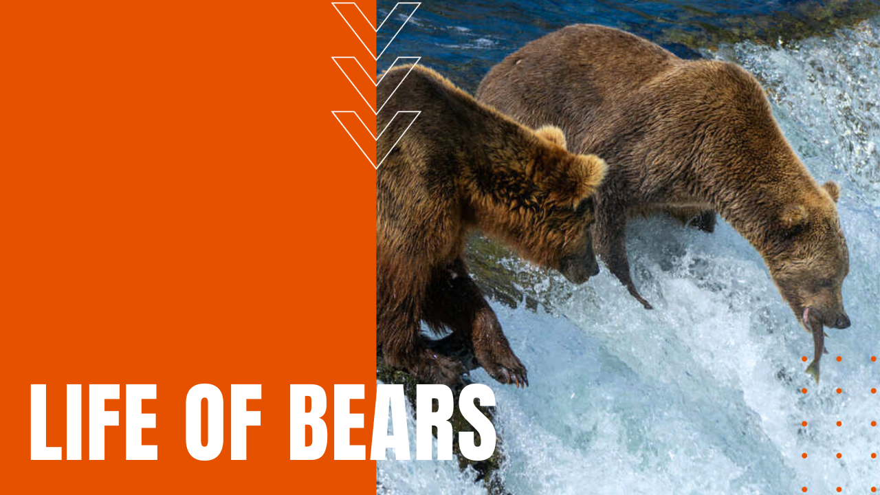 two bears eating river salmon in the life of bears