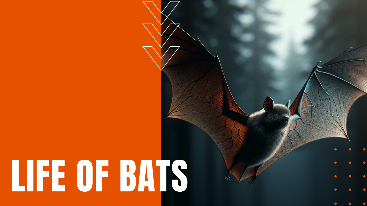 Life of Bats