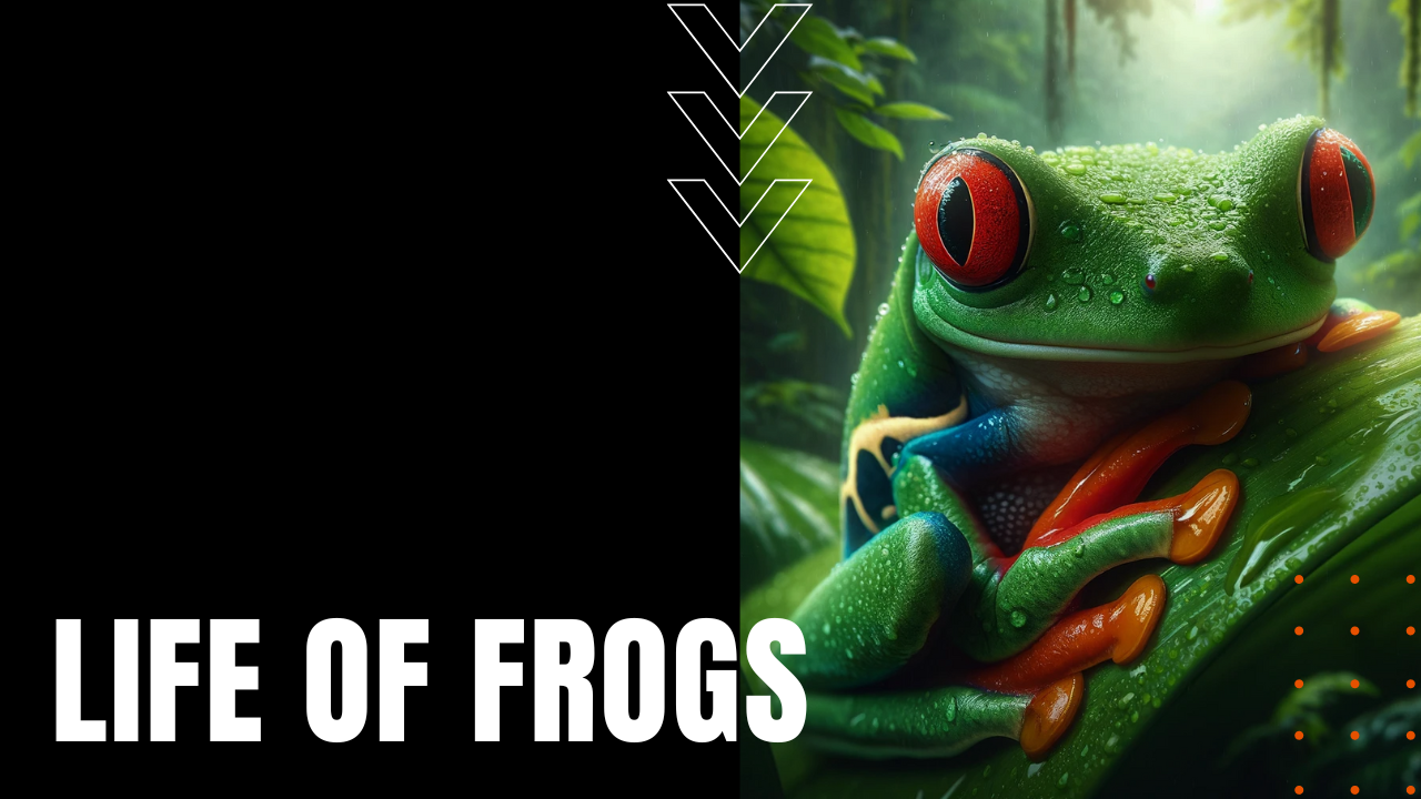 Life of Frogs