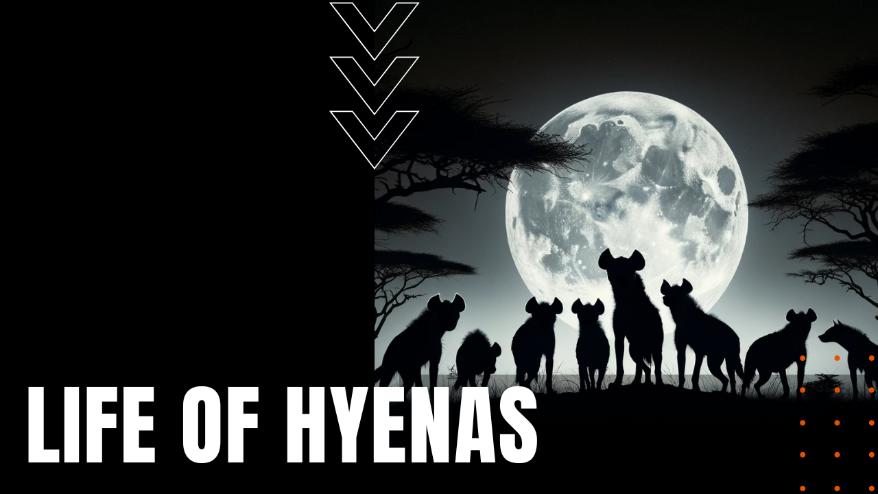 Life of Hyenas