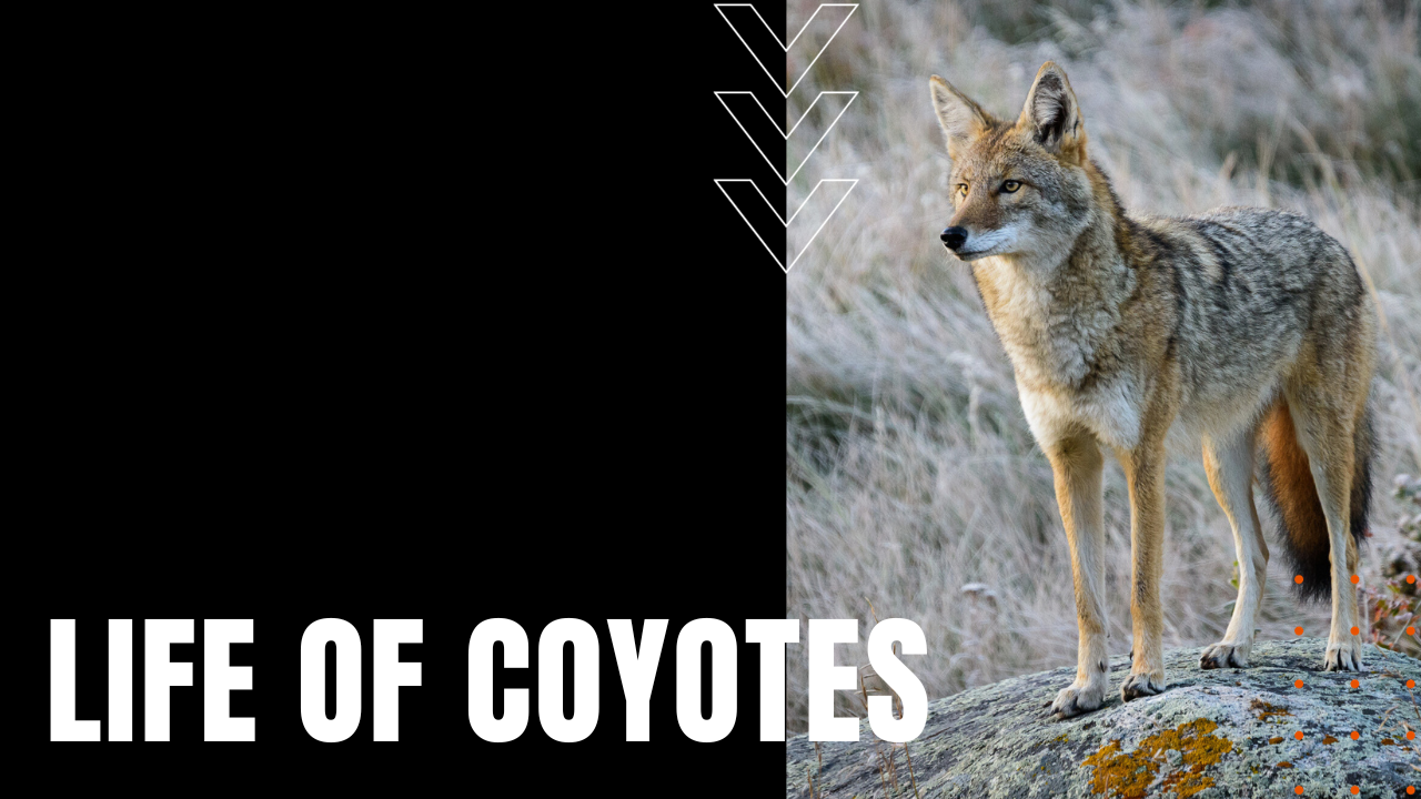 coyote in the wild