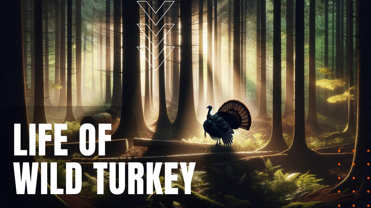 Turkey Biology