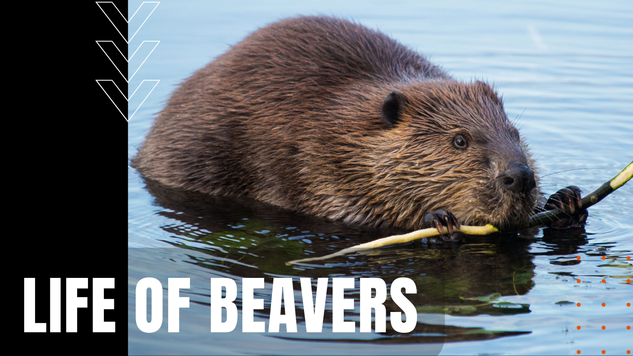 Life of Beavers
