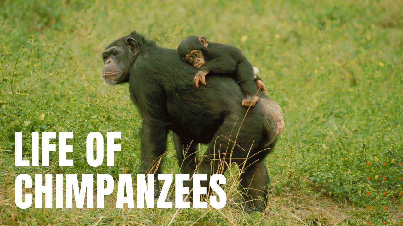 Chimpanzee Biology