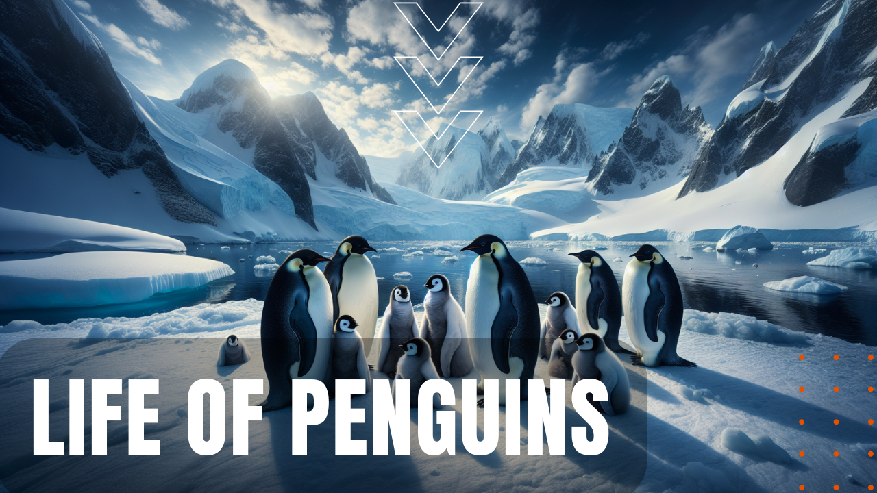 Penguin biology