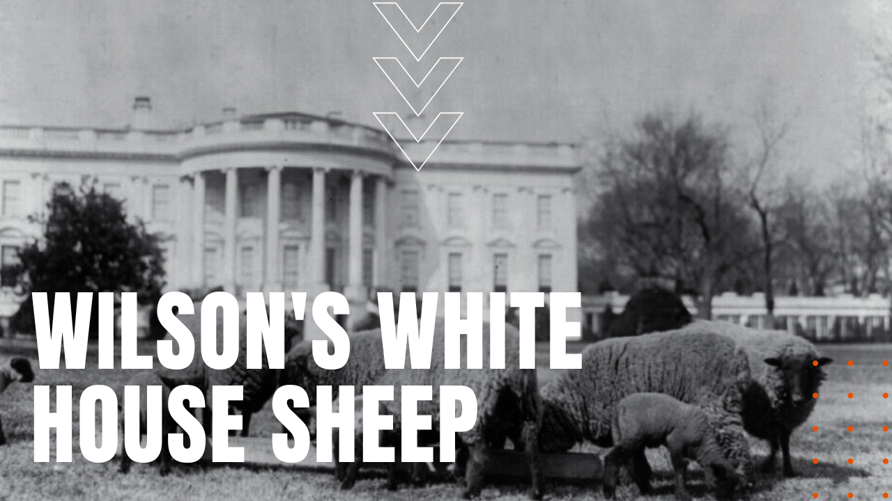 Woodrow Wilson's White House Sheep