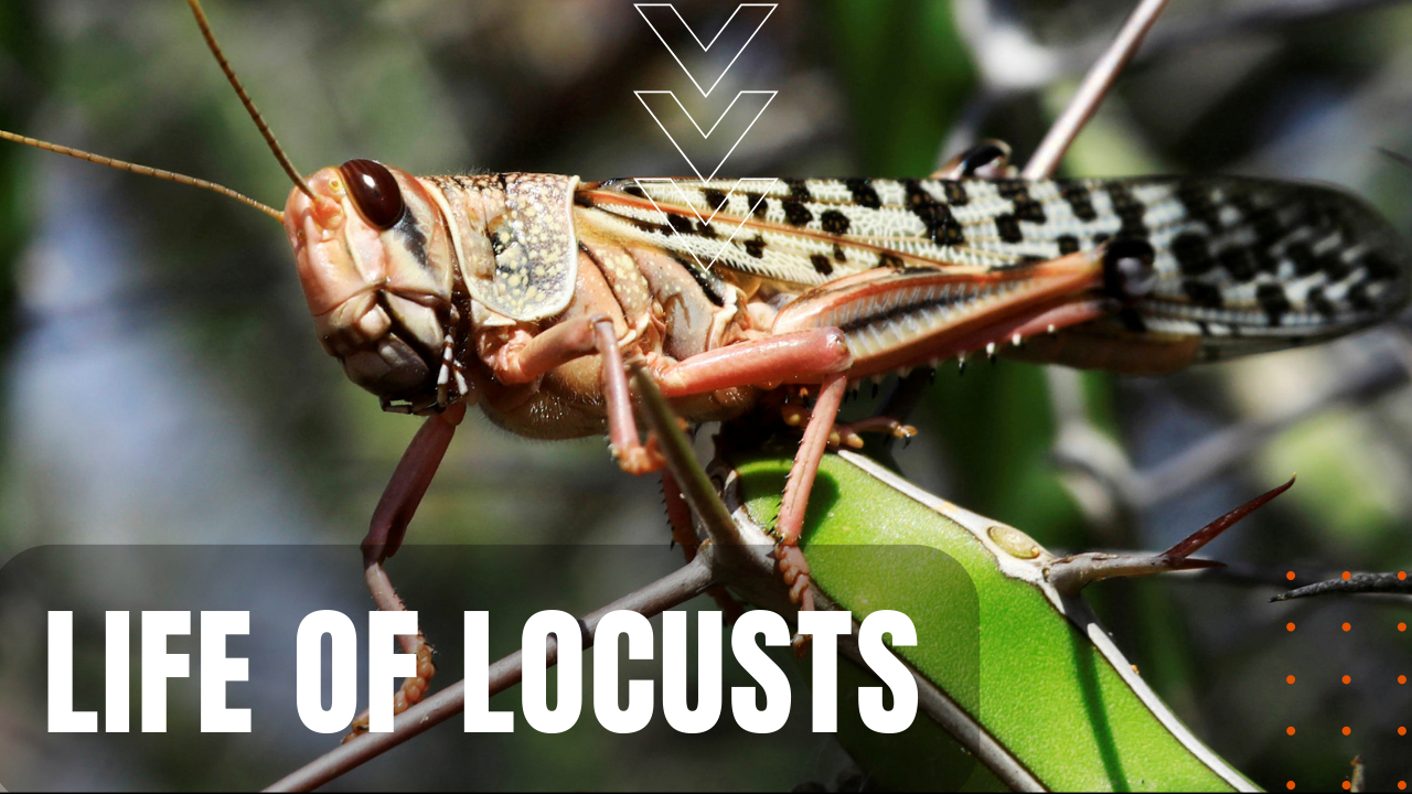 Locust biology